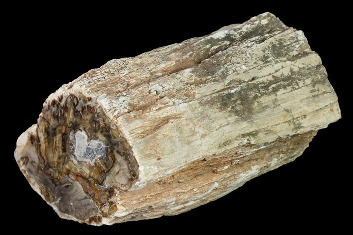 Long Petrified Wood (Araucaria) Limb - Madagascar #166595